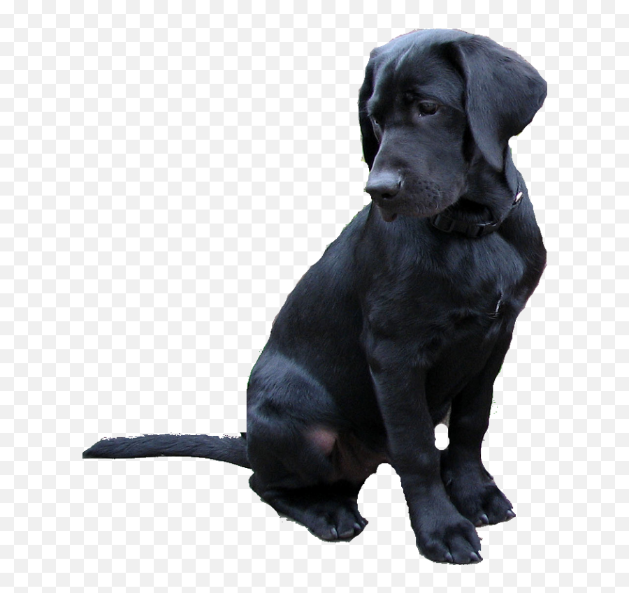 Labrador Retriever Png - Black Lab Transparent Background Emoji,Emoji Puppy Chocolate Lab