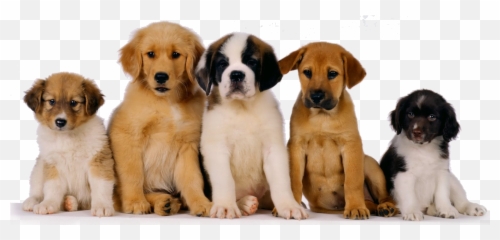 Perro Png - Cute Adult Dog Emoji,Emoji De Pasear Perro