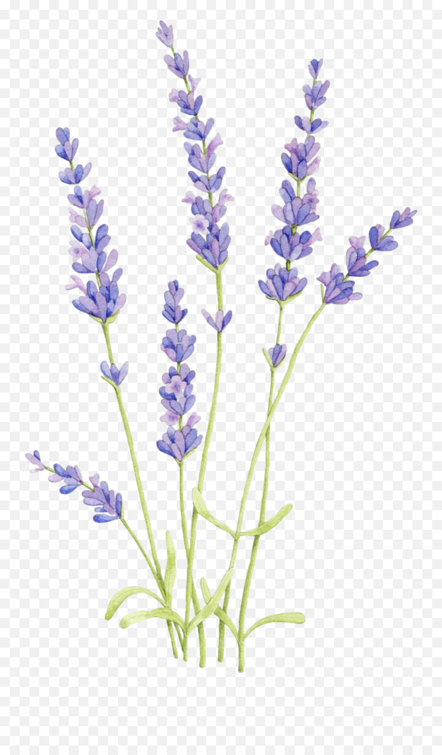 The Most Edited Herb Picsart - Lavender Flower To Draw Emoji,Herb Emoji