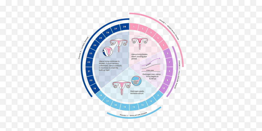 Lets Talk Period - Diagram Phases Of Menstrual Cycle Emoji,Emotions During Menstrual Cycle