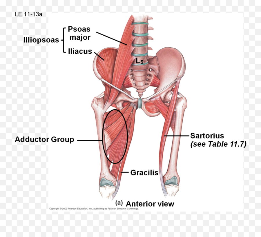 Back Injury V20 And Gameplanhow Do I Get Ripped Emoji,Emotion With Misaligned Hips And Psoas