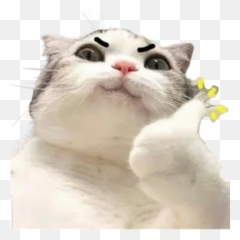 Animal Expressions By You - Sticker Maker For Whatsapp Emoji,3336 Confused Cat Emoji