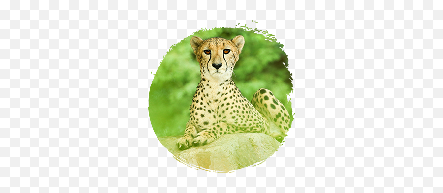 Homepage - Cheetah Emoji,Cheetah Tiger Alligator Emoji