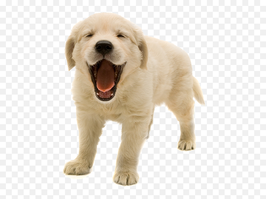 Golden Retriever Puppy Png U0026 Free Golden Retriever Puppypng - Puppy Png Transparent Emoji,Dachshund Emoticon Iphone