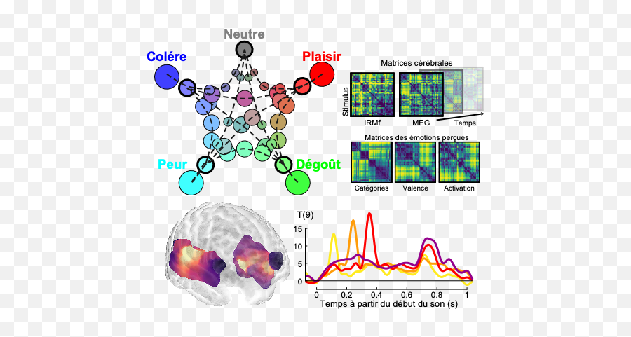 Comment Notre Cerveau Traite - Dot Emoji,Cerveau Gauche Emotion