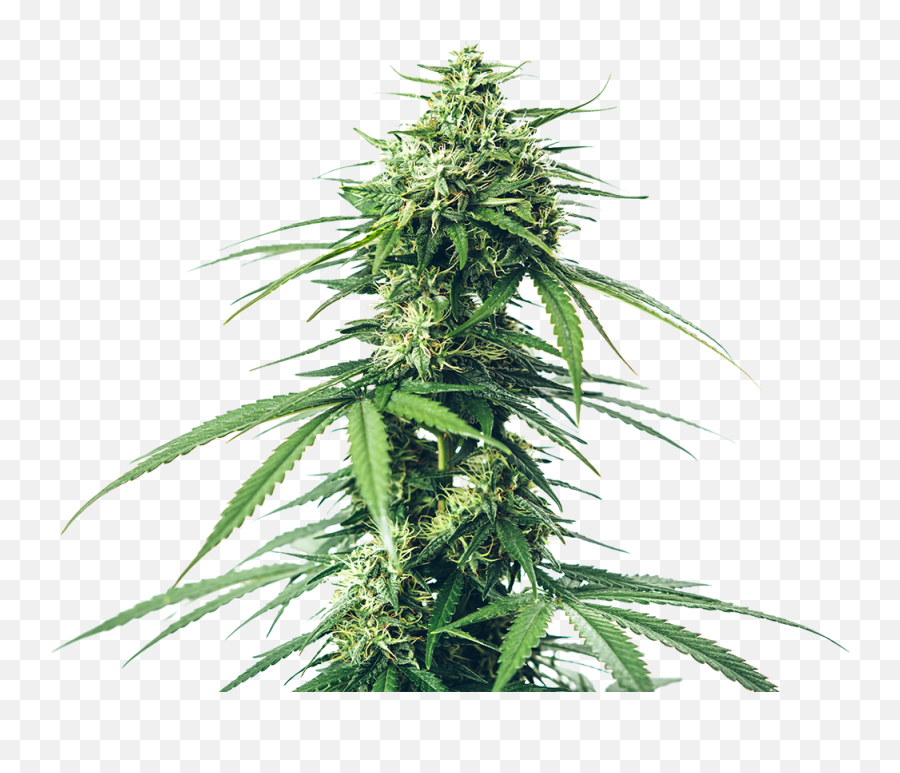 Home - Greenbridge Mary Jane Weed Poem I Am Just Emoji,Cannabis Emoji Facebook