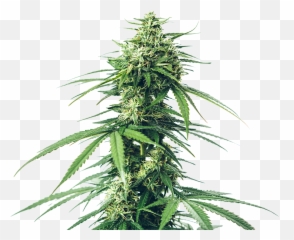 Home - Greenbridge Mary Jane Weed Poem I Am Just Emoji,Cannabis Emoji Facebook