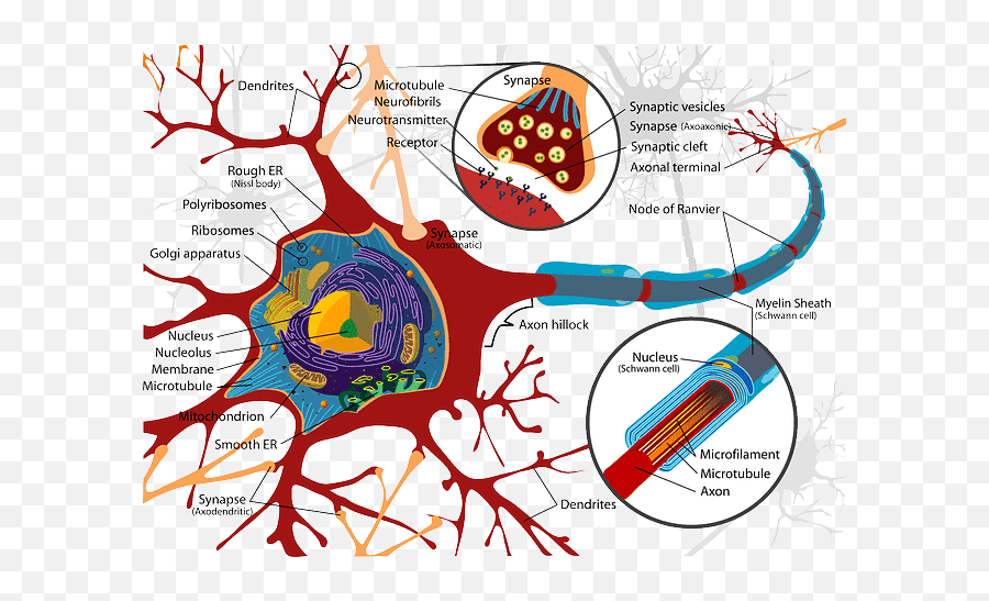 Pin Di Biology Class 8 To 12 - Rough Er In Neuron Emoji,Biology Of Emotions