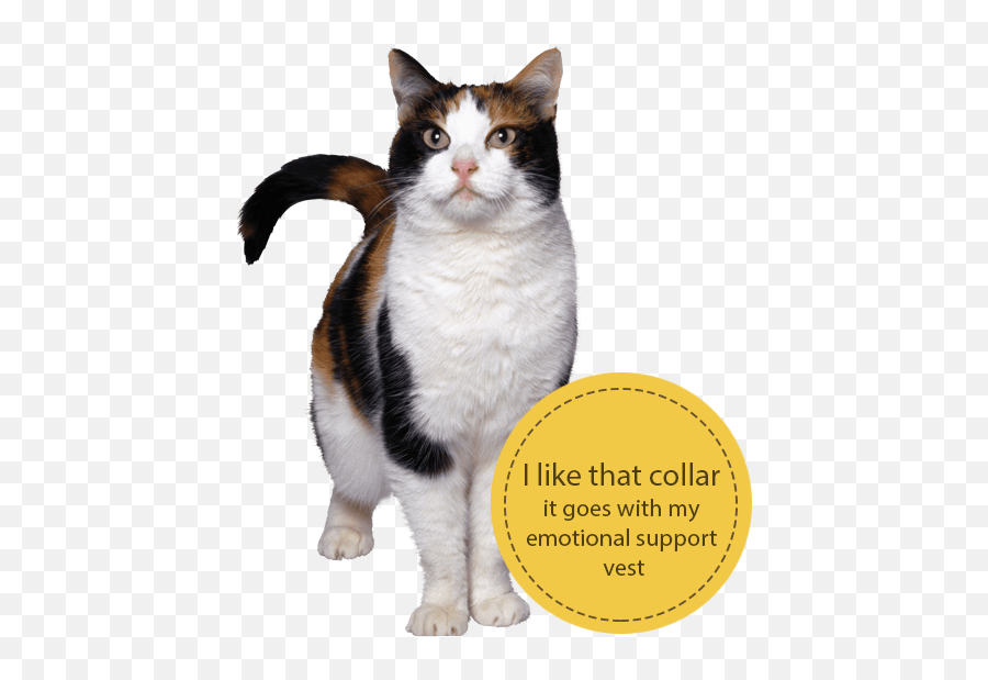 Get Emotional Support Cat Registration Emoji,Cats Vs Dogs Emotion