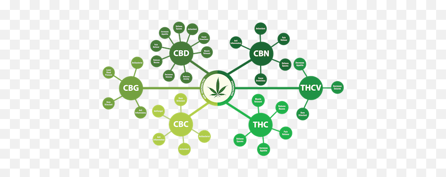 Marijuana Dui Phoenix Az Lawyer Defense For Marijuana Dui - Cannabinoid Infographic Emoji,Dui Emoticon