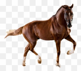 Discover Trending Horse Stickers Picsart - Animal Figure Emoji,Horse And Plane Emoji Roblox
