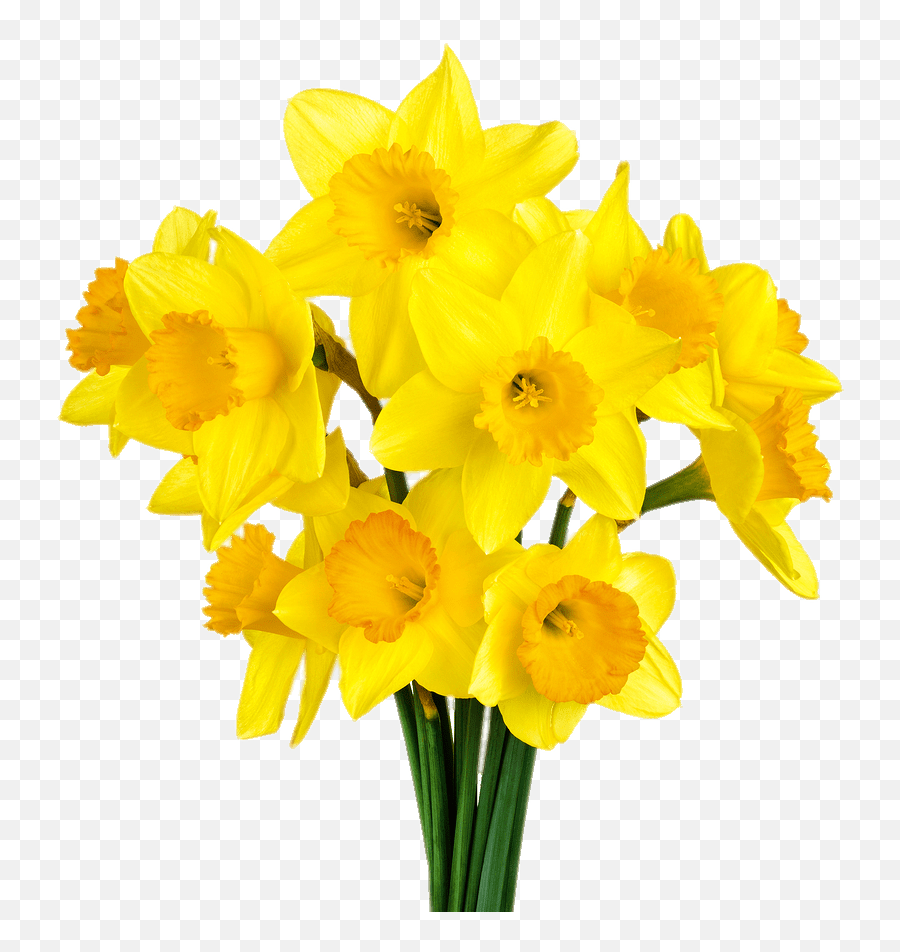 Daffodil Png Image Background Png Arts Emoji,Emoticon Daffodif