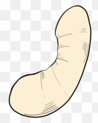 Cashew Nut Clipart - Language Emoji,Hazelnut Emoji