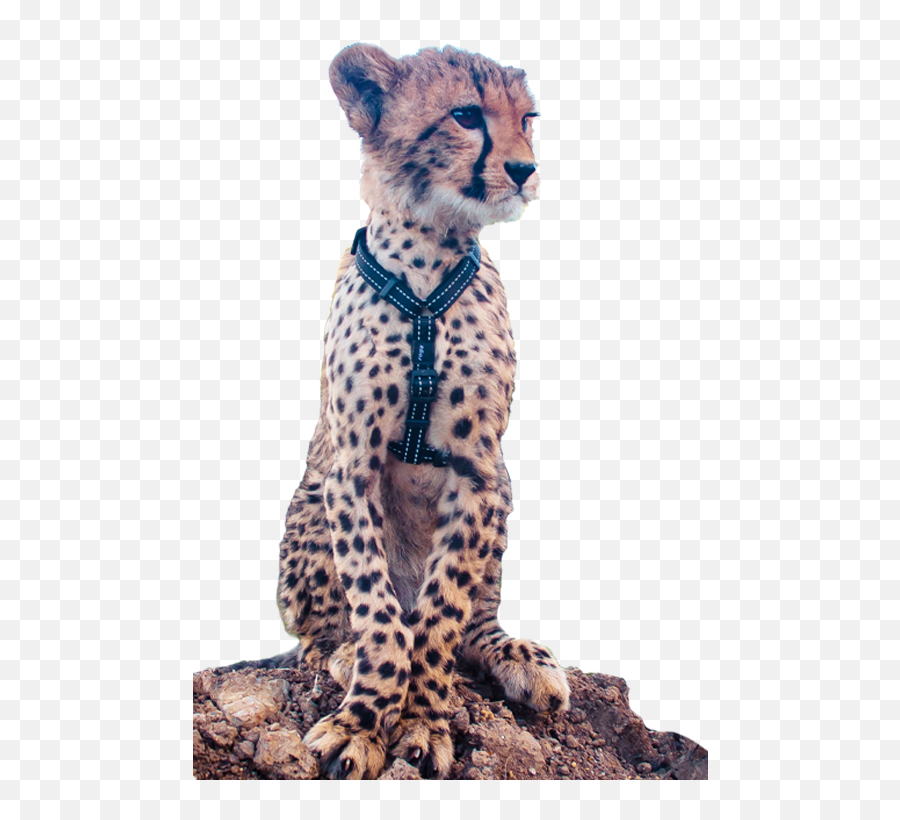 Side - Cheetah Emoji,Cheetah Tiger Alligator Emoji