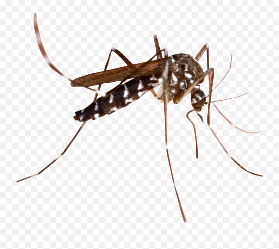 Largest Collection Of Free - Mosquito Malaria Png Emoji,Mosquito Emoji