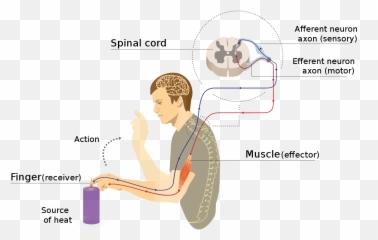 Psychology - Dorsal Root Ganglia Location Emoji,James Lange Theory Of Emotion
