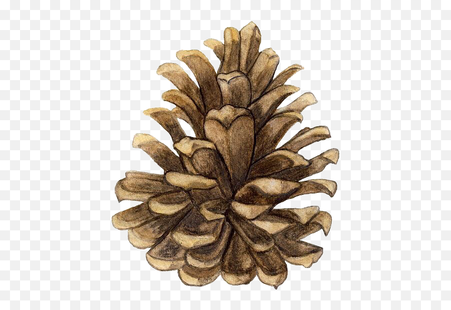 Pinecone Brown Nature Woodland Sticker - Conifer Cone Emoji,Pine Cone Emoji