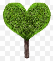 Christmass Tree Textures For Photoshop - Green Heart Tree Png Emoji,Dead Tree Emoji