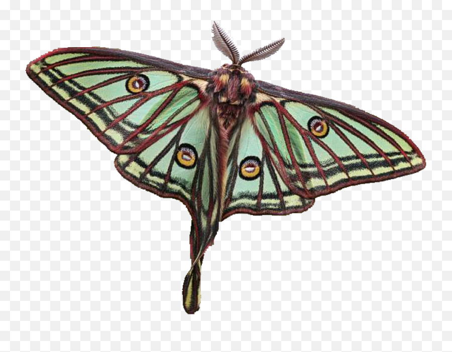 Moths Png - Actias Isabellae Emoji,Can Luna Moths Feel Emotions