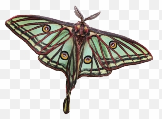 Moths Png - Actias Isabellae Emoji,Can Luna Moths Feel Emotions