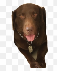The Most Edited - Martingale Emoji,Samurai Jack Emoji Dogs