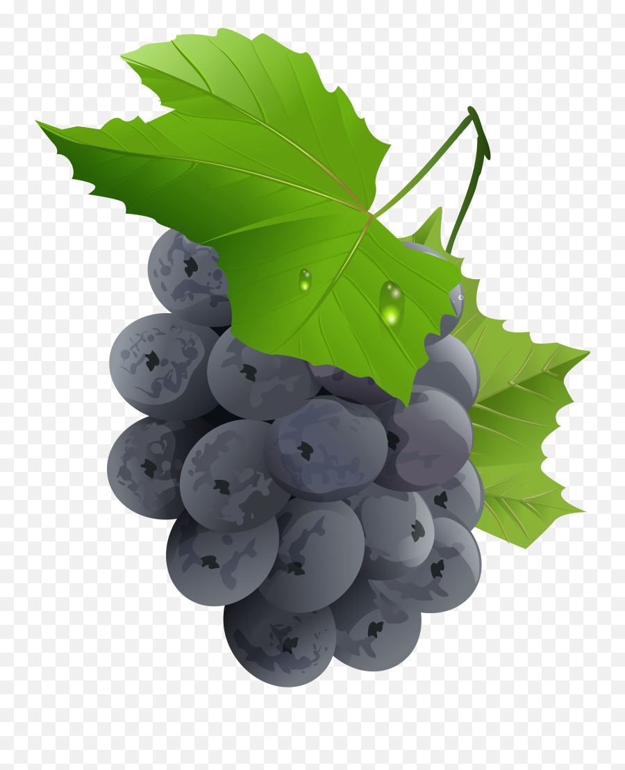 Free Grape Leaves Png Download Free Grape Leaves Png Png Emoji,Grape Emoji Stickers