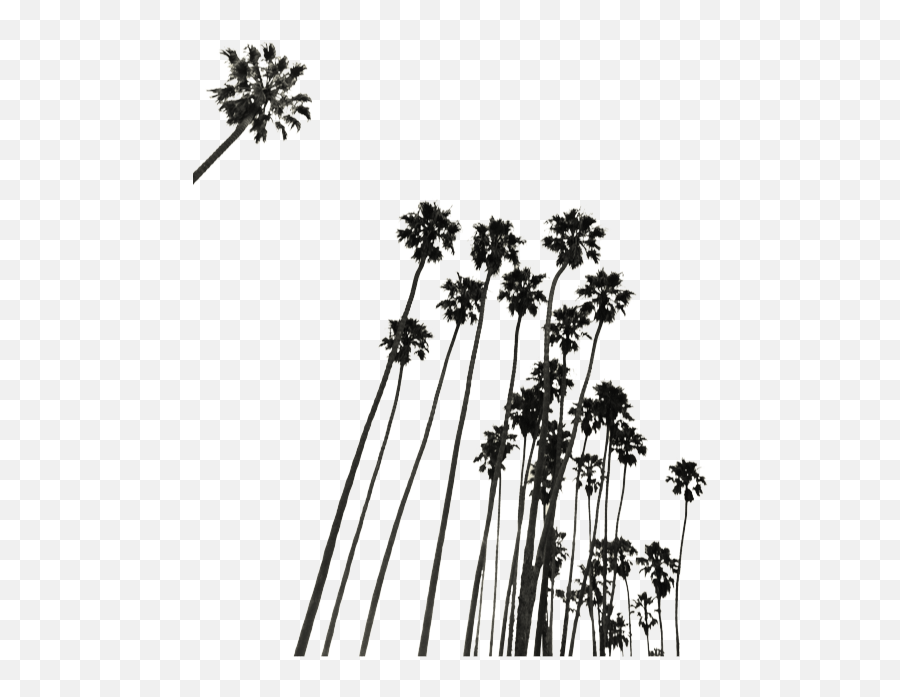 Mike Pences Man In The Swamp - Palm Tree Venice Sillhouette Emoji,Mike Pence Emotions Gif