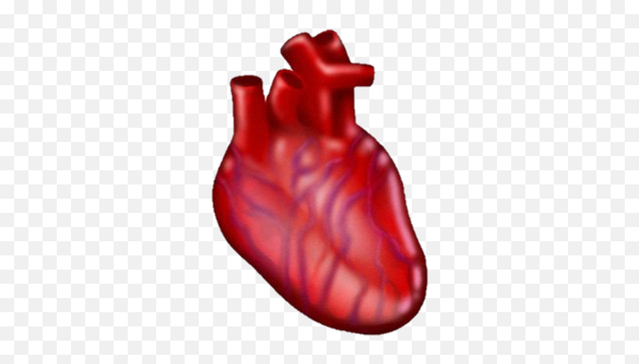 Heart Anatomy Anatomicalheart Image By Cinnamorollgirl Emoji,Human Heart Emoji