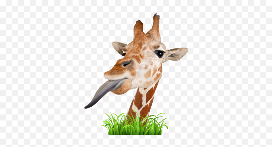 Live Giraffes - Fun Fact Of The Day Animals Emoji,Giraffe Emoji