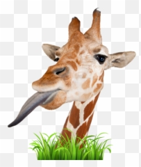 Live Giraffes - Fun Fact Of The Day Animals Emoji,Giraffe Emoji