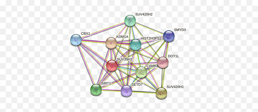 Suv39h2 Protein Human - String Interaction Network Dot Emoji,How Cat Tails Depect Their Emotions. Suv39h2 Protein Human - String Interaction Network Dot Emoji,How Cat Tails Depect Their Emotions.