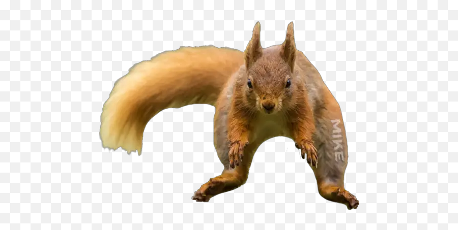 Animales Graciosos Stickers For Whatsapp - Red Squirrel Emoji,Emojis Drogados