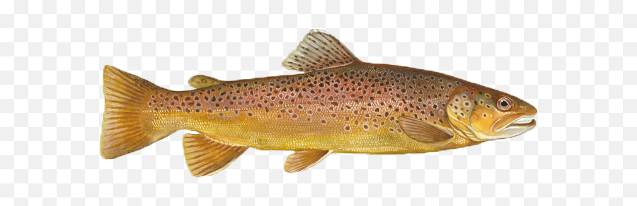 Fishing Guides - Upper Delaware Scenic U0026 Recreational River Brown Trout North Carolina Emoji,Emoji Rowboat Older Version