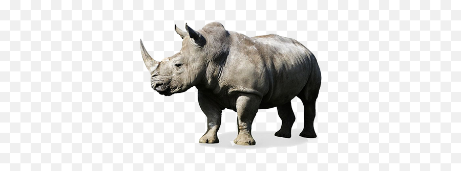 Michael Dudeck - Rhinoceros White Background Emoji,What Emotion Does This Artwork Comunicate To You