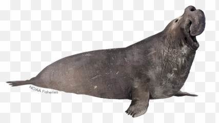 Northern Elephant Seal Noaa Fisheries - Elephant Seal White Background Emoji,Elephants Emotions Oregon