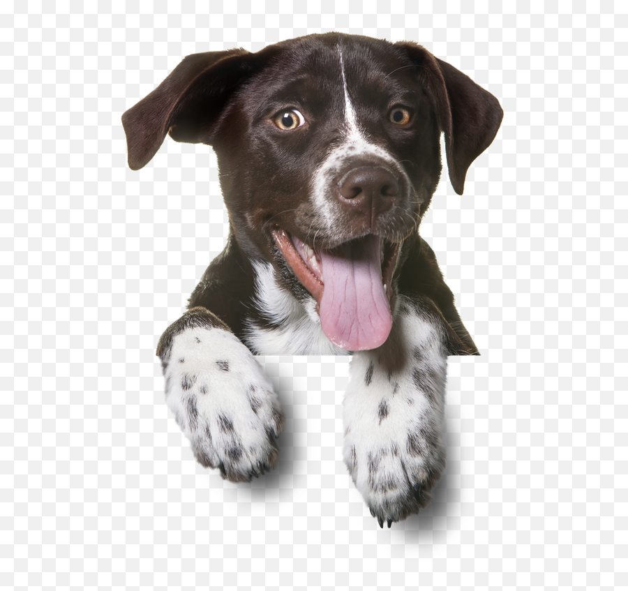 Download Sitting Pet Dog Cat Puppy Dogs - German Shorthaired Pointers Png Emoji,German Shepherd Dog Barking Emoticon