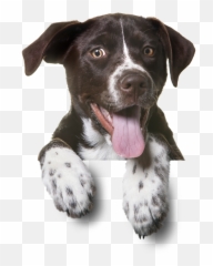 Download Sitting Pet Dog Cat Puppy Dogs - German Shorthaired Pointers Png Emoji,German Shepherd Dog Barking Emoticon