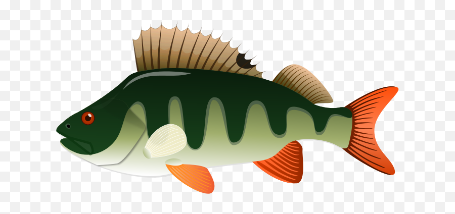 Free Genus Cliparts Download Free Genus Cliparts Png Images - Cartoon Fish Perch Emoji,Rhizome Emoticon