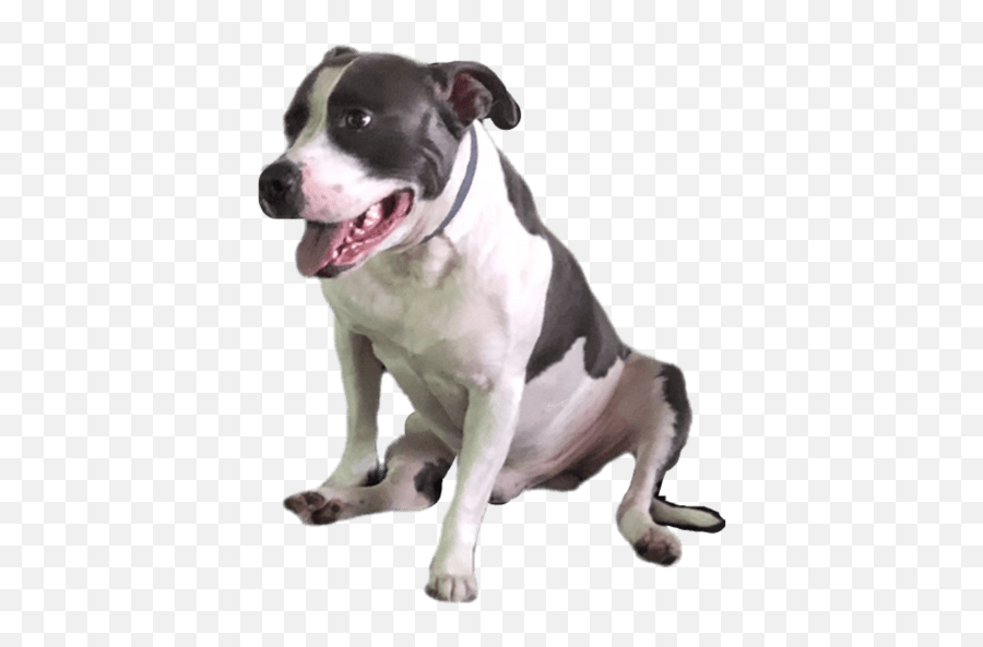 Diablo - Martingale Emoji,Bull Terrier Emojis