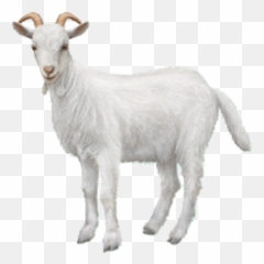Goat Png Background Image Png Arts Emoji,Goat Emojis