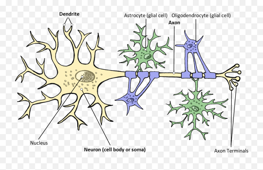 Brain Anatomy Better Brains For Babies - Nevron Nerve Cell Emoji,Part Of The Brain Controlling Emotions