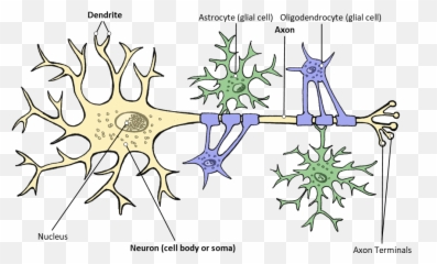 Brain Anatomy Better Brains For Babies - Nevron Nerve Cell Emoji,Part Of The Brain Controlling Emotions