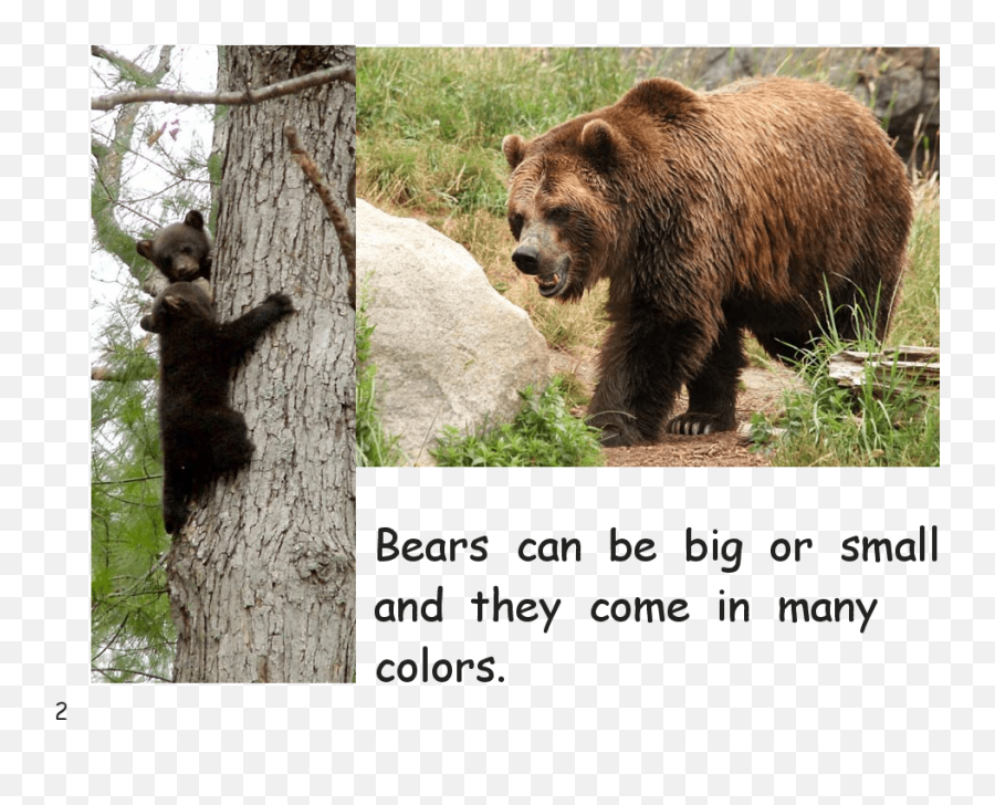 Bears Early Grades - Brown Bear Bulgaria Emoji,Bear Emotions