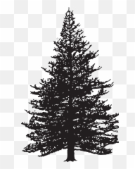 Clip Art Fir Drawing Pine Image - Tree Png Download 5074 Pine Tree Silhouette Jpeg Emoji,Pinecone Emoji