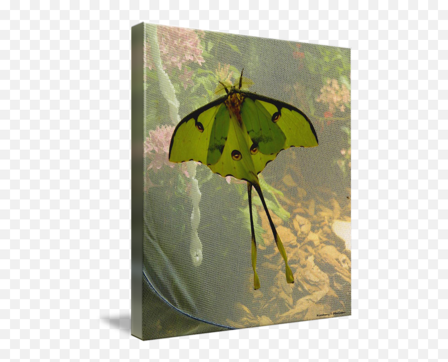 Luna Moth - Luna Moth Emoji,Can Luna Moths Feel Emotions