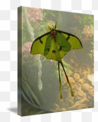 Luna Moth - Luna Moth Emoji,Can Luna Moths Feel Emotions