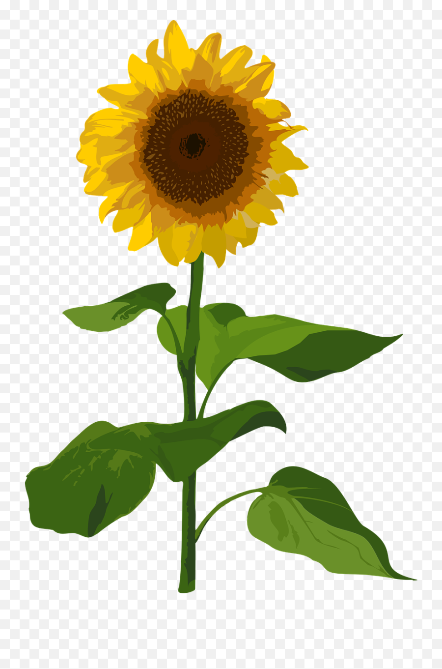 Sunflower Flower Summer - Solsikke Png Emoji,Facebook Sunflower Emoticons