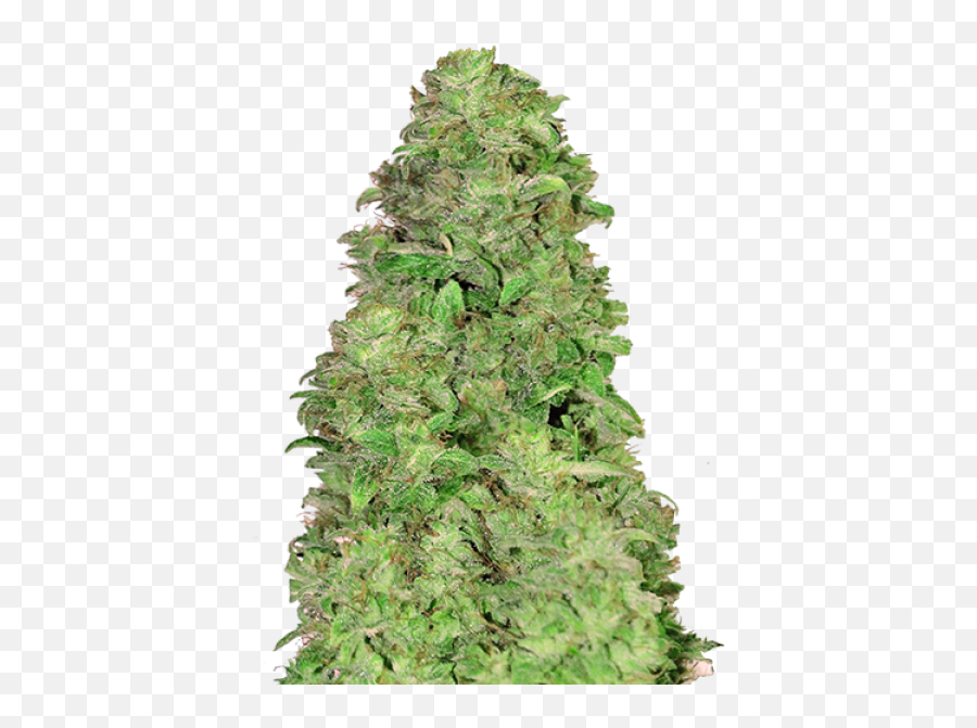 Lemon Pie Auto Fastbuds Strain Info - Growdiaries Fastbud Cbd 20 1 Emoji,Nuting Emoticon