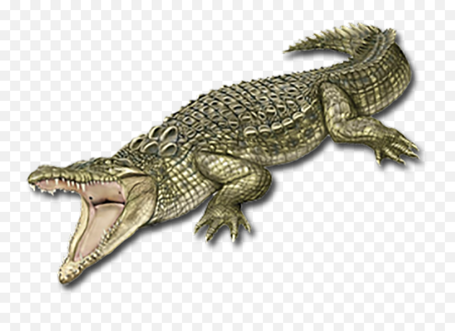Clipart Crocodile Png Transparent - Nile Crocodile Png Emoji,Gator Emoji Free