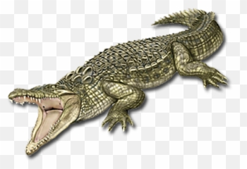 Clipart Crocodile Png Transparent - Nile Crocodile Png Emoji,Gator Emoji Free